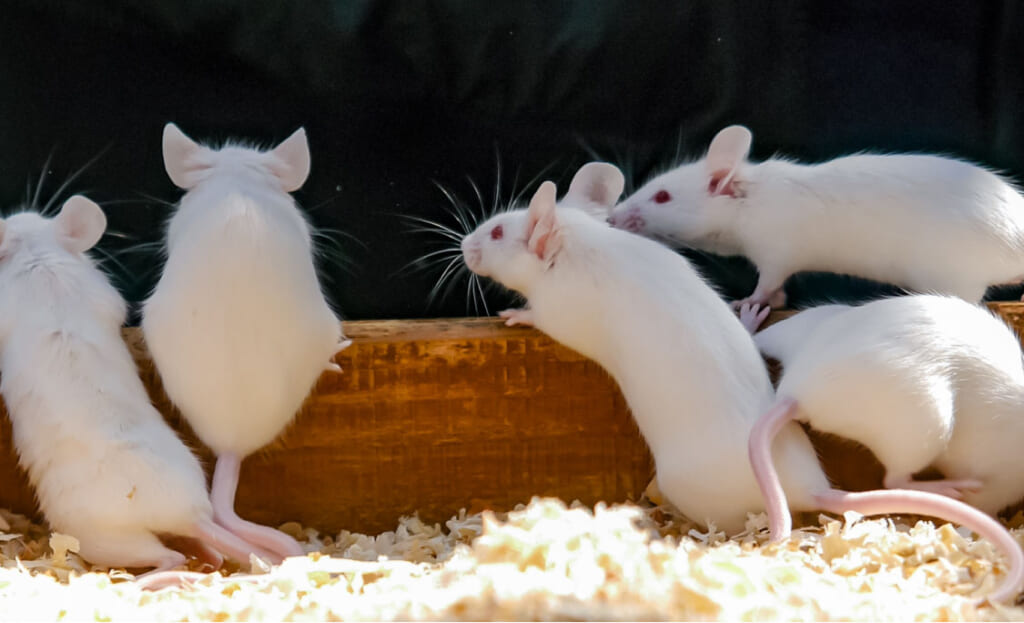 ビタミンとサプリメント