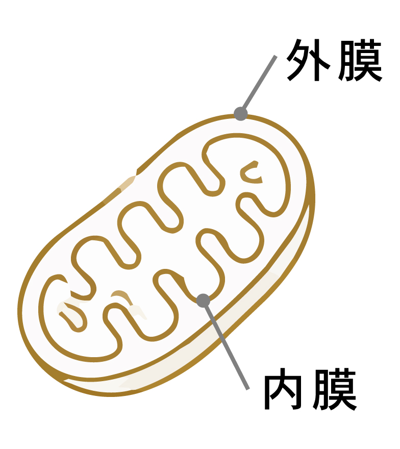ミトコンドリアは2枚の膜からなることの説明図